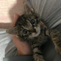 Tekir Kedi, Kedi  Bızbız fotoğrafı