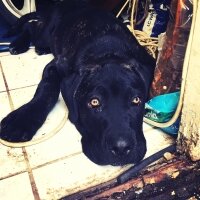 Cane Corso Italiano, Köpek  Hürrem fotoğrafı