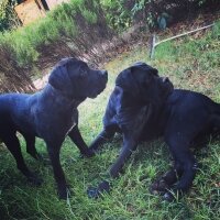 Cane Corso Italiano, Köpek  Hürrem fotoğrafı