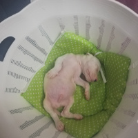 Dogo Arjantin, Köpek  Hector fotoğrafı