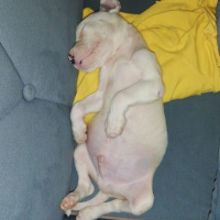 Dogo Arjantin, Köpek  Hector fotoğrafı
