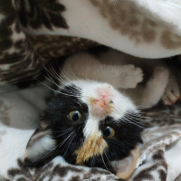 Tekir Kedi, Kedi  Venüs fotoğrafı