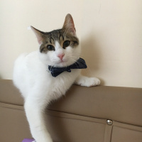 Tekir Kedi, Kedi  Mısır fotoğrafı