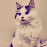 Tekir Kedi, Kedi  Likör fotoğrafı