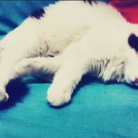 Tekir Kedi, Kedi  Likör fotoğrafı