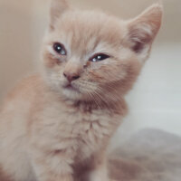 British Shorthair, Kedi  Sherlock fotoğrafı