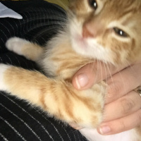 Sarman, Kedi  Barboros fotoğrafı
