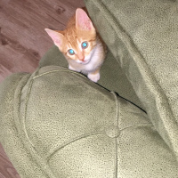 Sarman, Kedi  Barboros fotoğrafı