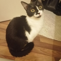 Tekir Kedi, Kedi  MİA fotoğrafı