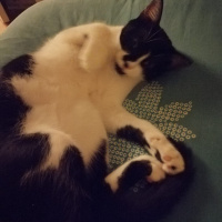 Tekir Kedi, Kedi  MİA fotoğrafı