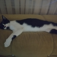 Tekir Kedi, Kedi  MİA fotoğrafı