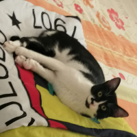 Tekir Kedi, Kedi  MİA fotoğrafı