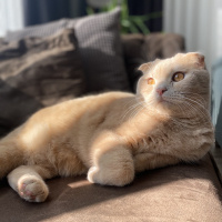 Scottish Fold, Kedi  Leo fotoğrafı