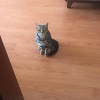 Tekir Kedi, Kedi  Boncuk fotoğrafı