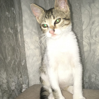 Tekir Kedi, Kedi  Romeo fotoğrafı