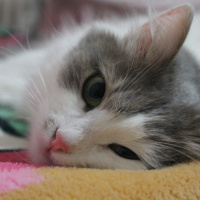 Maine Coon, Kedi  Bıdık fotoğrafı