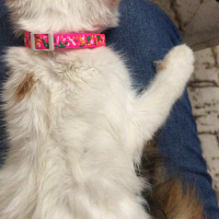 Tekir Kedi, Kedi  Maviş fotoğrafı
