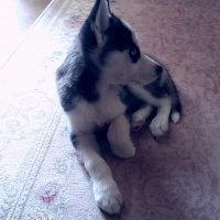 Sibirya Kurdu (Husky), Köpek  Zeyna fotoğrafı