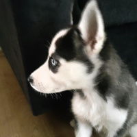 Sibirya Kurdu (Husky), Köpek  Zeyna fotoğrafı