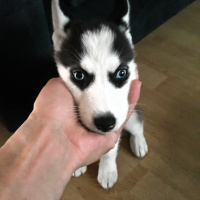 Sibirya Kurdu (Husky), Köpek  Zeyna fotoğrafı