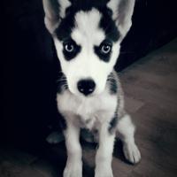 Sibirya Kurdu (Husky), Köpek  Zeyna fotoğrafı
