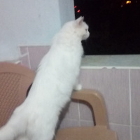 Van Kedisi, Kedi  Sütlaç fotoğrafı