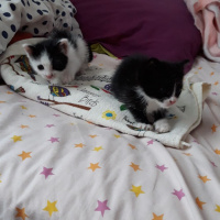 Tekir Kedi, Kedi  Adlari yok fotoğrafı