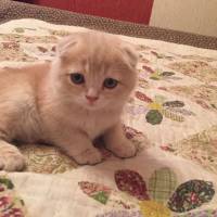 Scottish Fold, Kedi  Sofi fotoğrafı