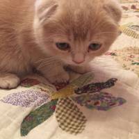 Scottish Fold, Kedi  Sofi fotoğrafı