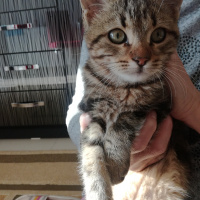 Tekir Kedi, Kedi  Minik fotoğrafı
