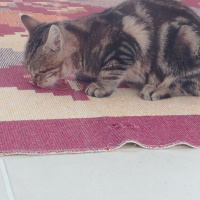 Tekir Kedi, Kedi  Minik fotoğrafı