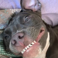 Amerikan Staffordshire Terrier, Köpek  Lyssha fotoğrafı