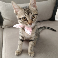 Tekir Kedi, Kedi  Miniçita fotoğrafı