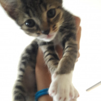 Tekir Kedi, Kedi  Gradisca fotoğrafı