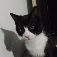 Tuxedo (Smokin) Kedi, Kedi  Sylvester fotoğrafı