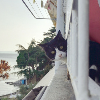 Tuxedo (Smokin) Kedi, Kedi  Sylvester fotoğrafı