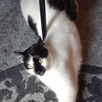 Tuxedo (Smokin) Kedi, Kedi  Çarsi fotoğrafı
