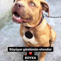 Amerikan Pitbull Terrier, Köpek  BOYKA fotoğrafı