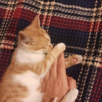 Tekir Kedi, Kedi  Ekim fotoğrafı