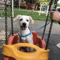 Maltese, Köpek  Gofret fotoğrafı