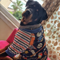 Rottweiler, Köpek  Bambam fotoğrafı