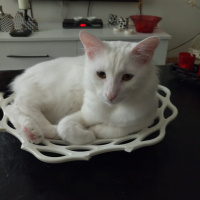 Van Kedisi, Kedi  Şila fotoğrafı