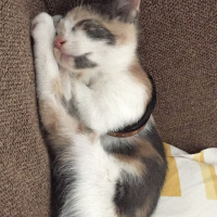 Tekir Kedi, Kedi  paçi fotoğrafı