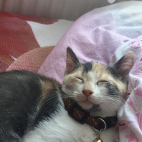 Tekir Kedi, Kedi  paçi fotoğrafı