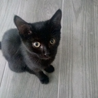 Tekir Kedi, Kedi  yaramaz fotoğrafı