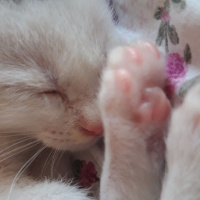 Tekir Kedi, Kedi  Prenses fotoğrafı