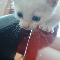Tekir Kedi, Kedi  Prenses fotoğrafı