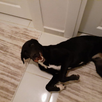 Labrador Retriever, Köpek  Şew fotoğrafı
