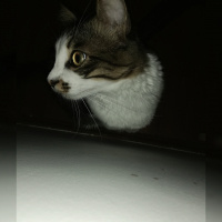Tekir Kedi, Kedi  Minno fotoğrafı