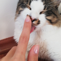 Tekir Kedi, Kedi  Minno fotoğrafı